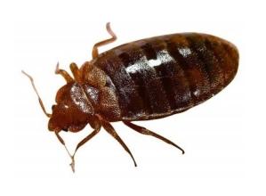 深圳除四害公司10經(jīng)驗(yàn)價格合理更專業(yè)