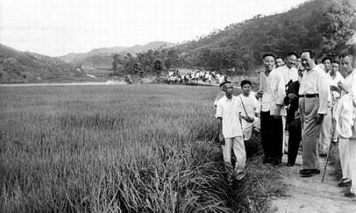 喜看稻菽千重浪