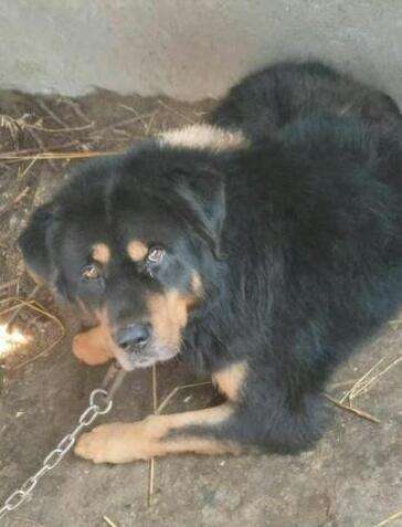 黑狗救主衷心耿耿